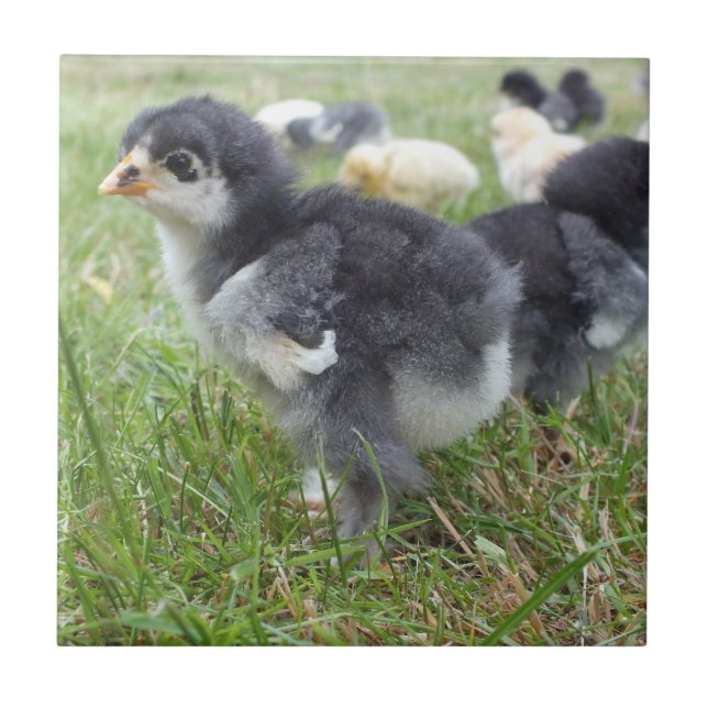 animal, chick, chicken, farm, cute, bird, baby, tile (Front)