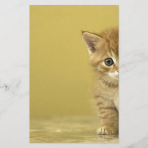 Animal - Curious Baby Kitten