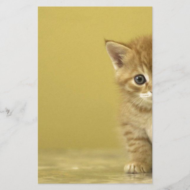Animal - Curious Baby Kitten (Front)