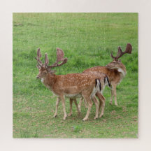 animal, deer, nature, wildlife, wild, stag, forest