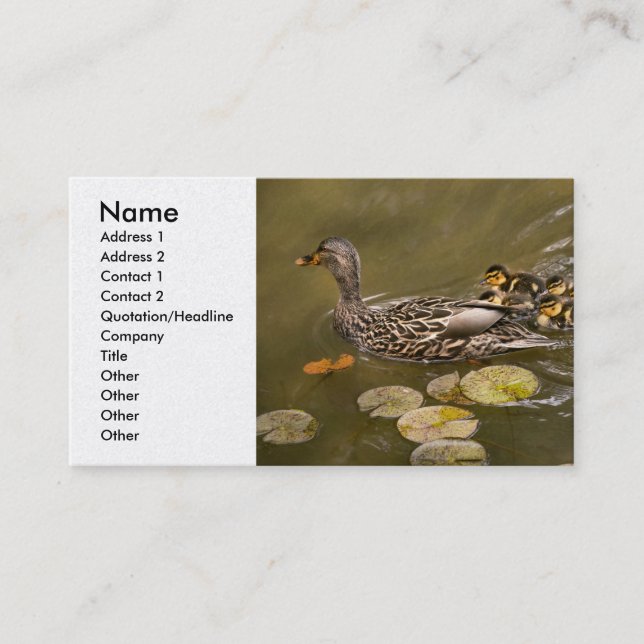Animal - Ducks - Swim like a duck Business Card (Front)