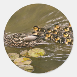 Animal - Ducks - Swim like a duck Classic Round Sticker