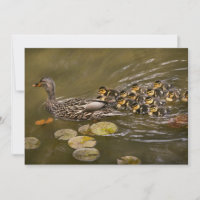 Animal - Ducks - Swim like a duck