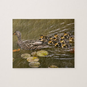 Animal - Ducks - Swim like a duck Jigsaw Puzzle