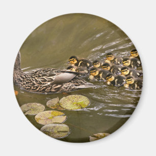 Animal - Ducks - Swim like a duck Magnet