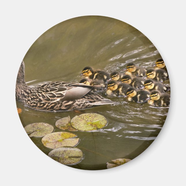 Animal - Ducks - Swim like a duck Magnet (Front)