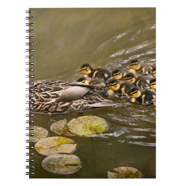 Animal - Ducks - Swim like a duck Notebook (Front)