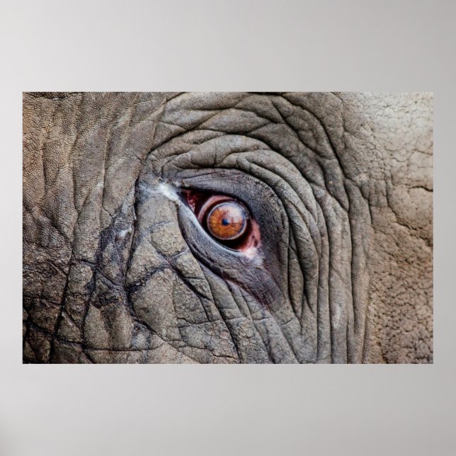 Animal elephant eye close up poster (Front)