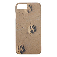 Animal footprints in the sand