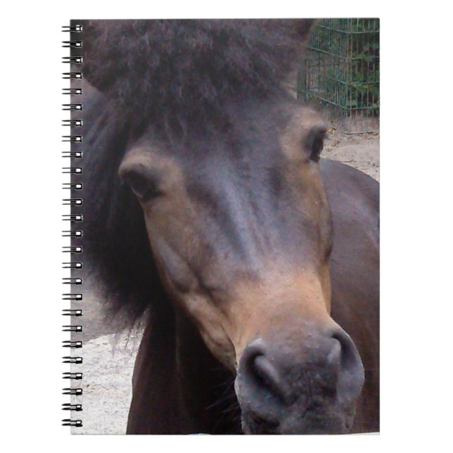 Animal, Horse, Pony Notebook (Front)