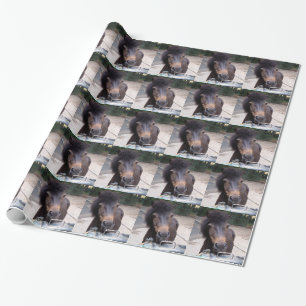 Animal, Horse, Pony Wrapping Paper