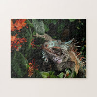 Animal Iguana Exotic Reptile Pet Lizard USVI