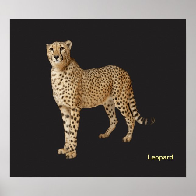 Animal image for poster (Front)