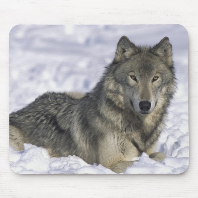 Animal In Snow Mouse Pad (Front)