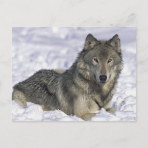 Animal In Snow Postcard