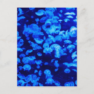 animal Jelly Fish Water Blue Postcard