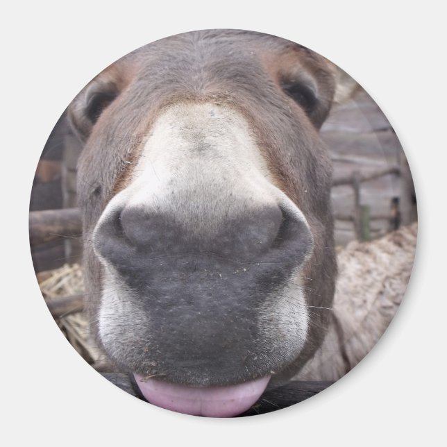 Animal Line - Burriite Arre Magnet (Front)