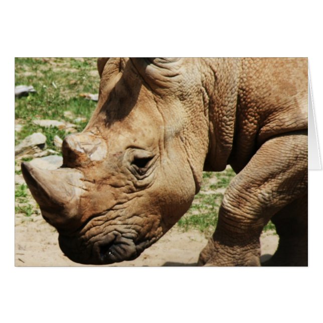 ANIMAL PHOTOS NOTE CARDS (Front Horizontal)