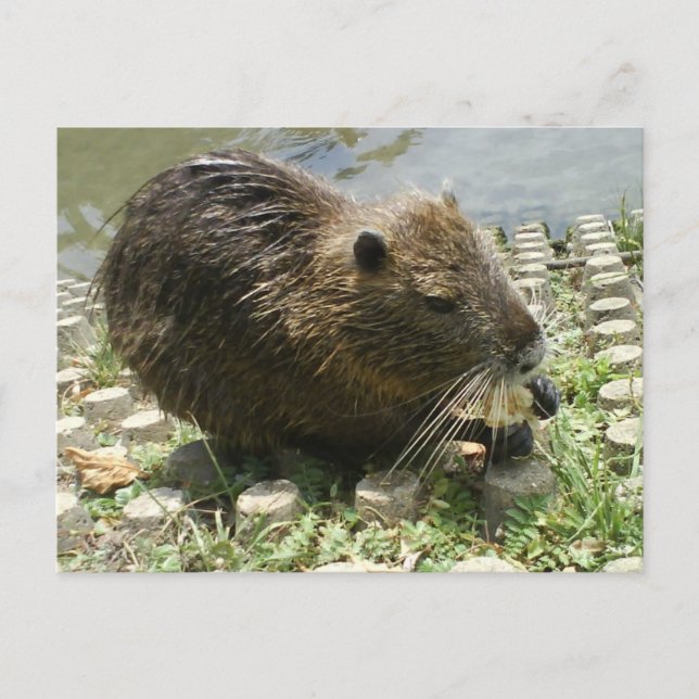 animal postcard "nutria rat" (Front)