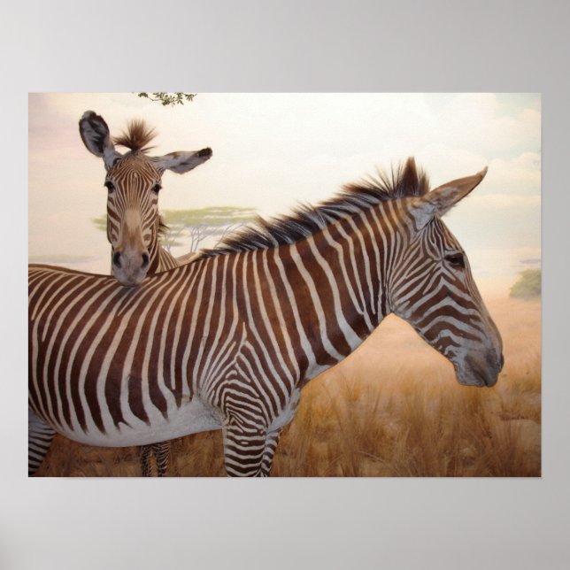 Animal Print - Africa - Zebra (Front)