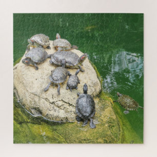 animal, reptiles, turtles, water, nature, plants, jigsaw puzzle
