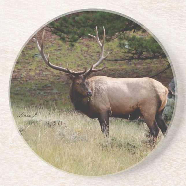 Animal Series---Elk in the Wild Coaster (Front)
