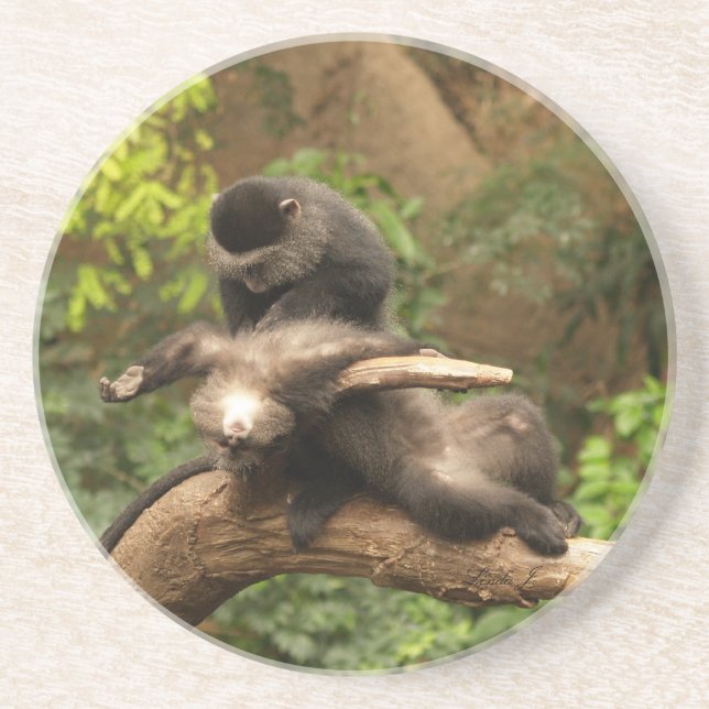 Animal Series---Monkey Looking for Fleas Coaster (Front)