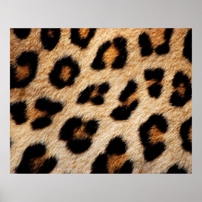 Animal skin texture natureanimal,skin,pattern,abst poster (Front)