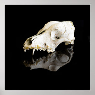 Animal skull poster