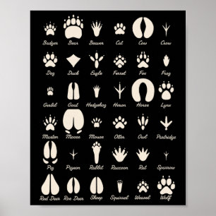 Animal Track S Common Animals And Wildlife Tracks Poster