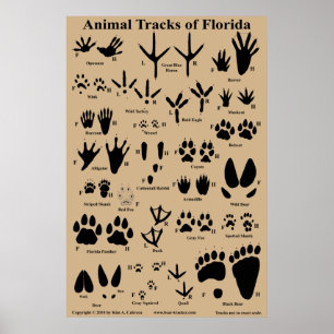 Animal Tracks of Florida 24x36 Poster