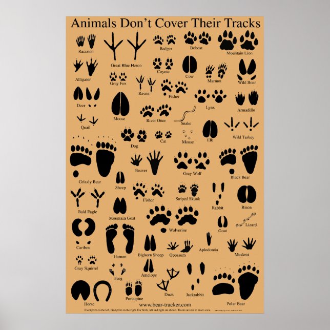 Animal Tracks Poster (Front)