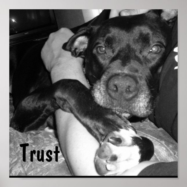 animal trust poster (Front)