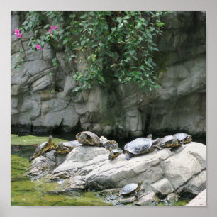 animal, water, turtles, stones, flowers, nature, poster