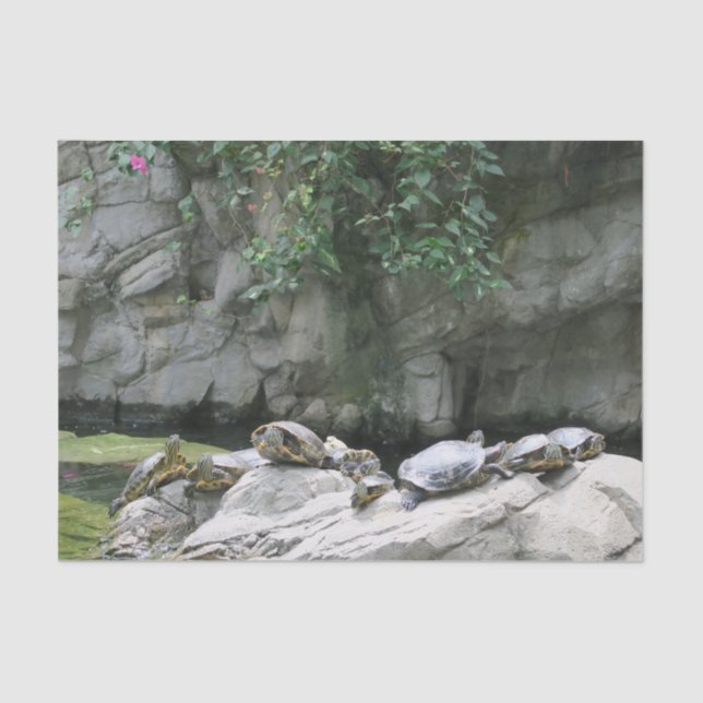 animal, water, turtles, stones, flowers, nature, tissue paper (Front)