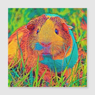 AnimalColor_Guineapig_017
