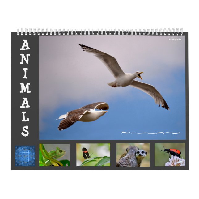 Animals 12 month calendar (Cover)
