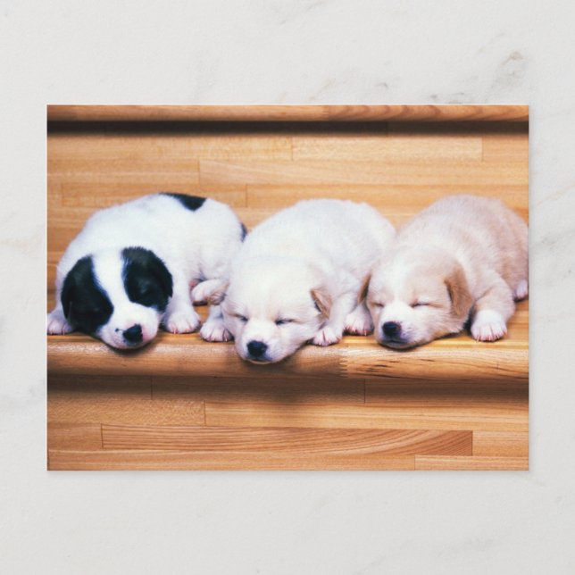 Animals, Cute Puppies Postcard (Front)