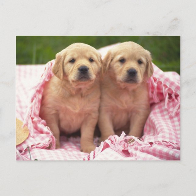 Animals, Cute Puppies Postcard (Front)