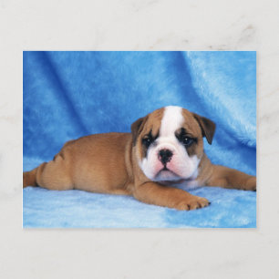 Animals, Cute Puppies Postcard