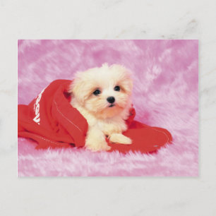 Animals, Cute Puppies Postcard