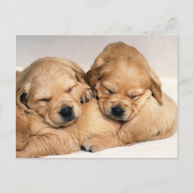Animals, Cute Puppies Postcard (Front)