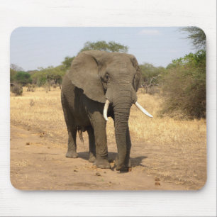 animals, elephants, nature mouse pad