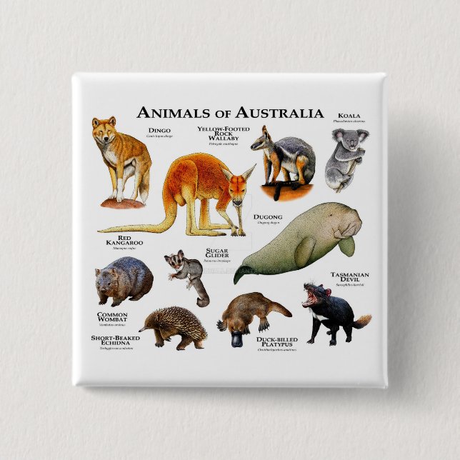 Animals of Australia  15 Cm Square Badge (Front)