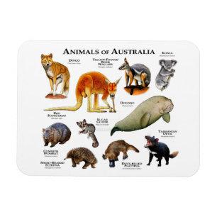 Animals of Australia Magnet