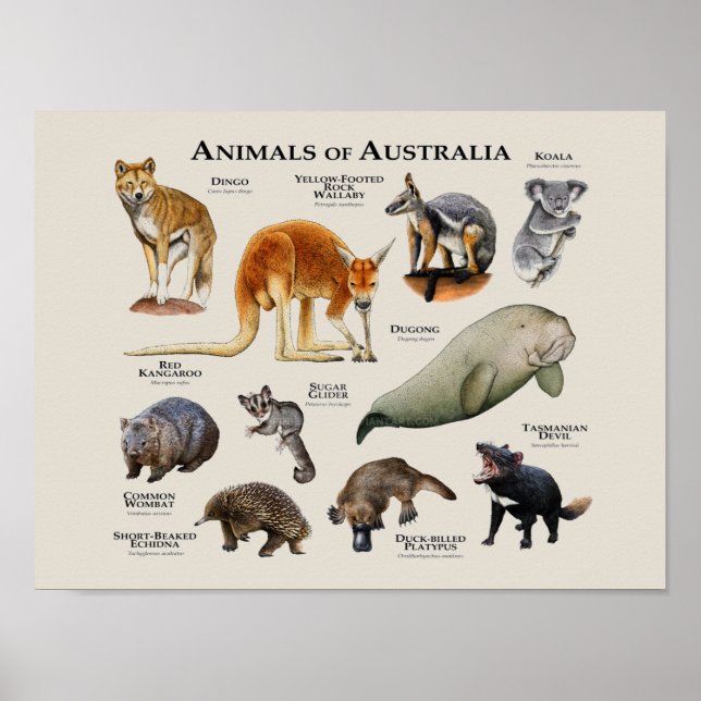 Animals of Australia Poster (Front)