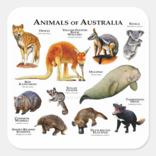 Animals of Australia Square Sticker