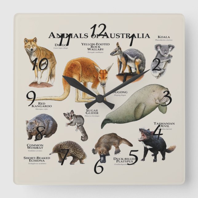 Animals of Australia Square Wall Clock (Front)