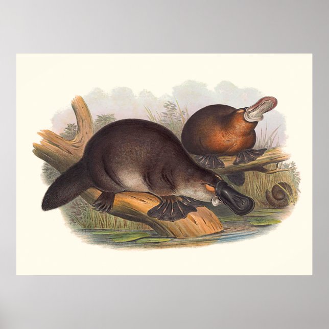 Animals Of Australia The Duck Billed Platypus Poster (Front)
