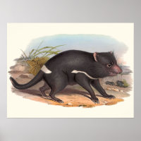 Animals Of Australia The Tasmanian Devil